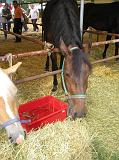 FieraBestiane (15)